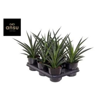image SANSEVERIA AMAZON GREEN