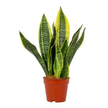 image SANSEVIERIA FUTURA SUPERBA