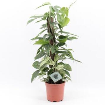 image SCINDAPSUS MARBLE