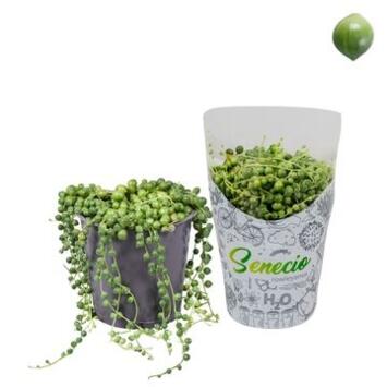 image SENECIO ROWLEYANUS