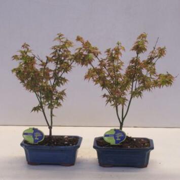 image BONSAI ACER LITTLE PRINCESS