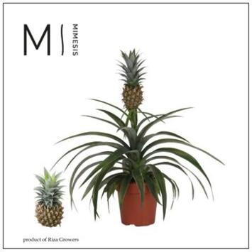 image ANANAS MI AMIGO