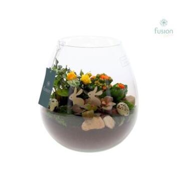 image COMPO 4 PLANTES VERRE