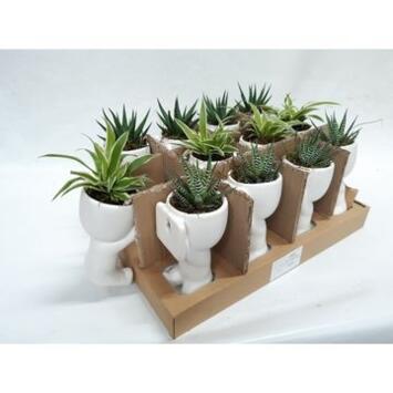 image PLANTE VERTE CERAM