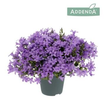 image CAMPANULE AMBELLA LAVENDER