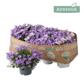 image CAMPANULE AMBELLA LAVENDER