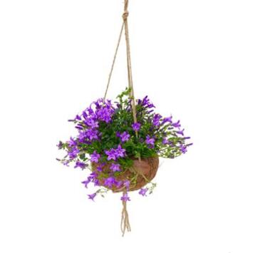 image CAMPANULE AMBELLA PURPLE COCO SUSP