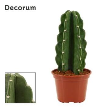 image CACTUS CEREUS JAMACARU