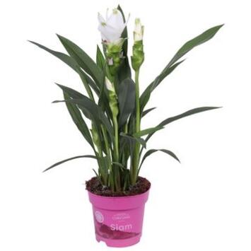 image CURCUMA 2FL SIAM SISTO