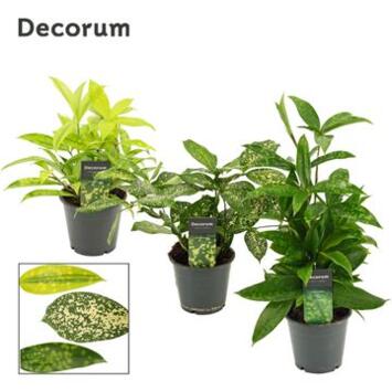 image DRACAENA SURCULOSA