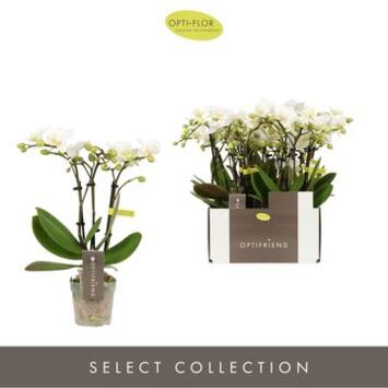 image PHALAENOPSIS 3BR MF BLANC