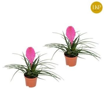 image TILLANDSIA CYANEA VINCENT