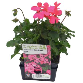 image GERANIUM ZONAL CALIENTE ROSE BQ6