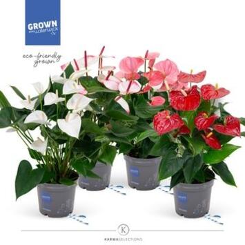 image ANTHURIUM ANDREANUM VARIE