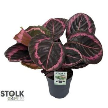 image CALATHEA CRIMSON JESSY