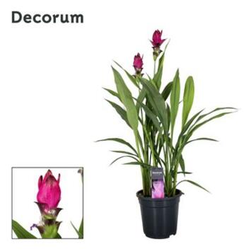 image CURCUMA 2FL