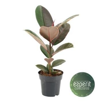 image FICUS PINK CAMOUFLAGE