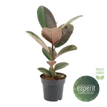 image FICUS PINK CAMOUFLAGE