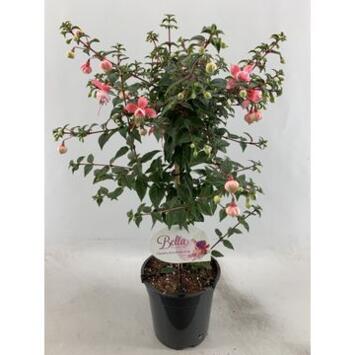 image FUCHSIA ELMA TIGE