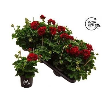image GERANIUM ZONAL DARK RED