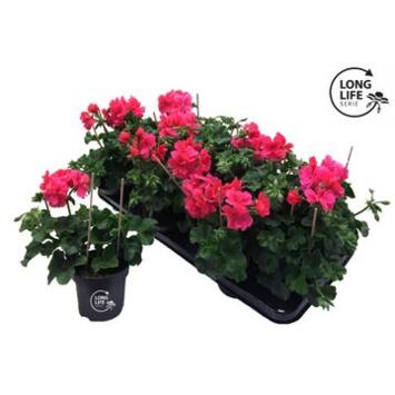 image GERANIUM LIERRE DBLE ROSE