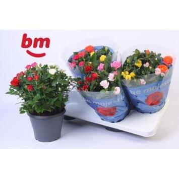 image ROSIER BEAUMONDE CARNAVAL