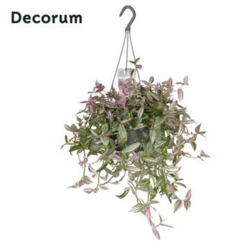 image TRADESCANTIA PINK HILL SUSP
