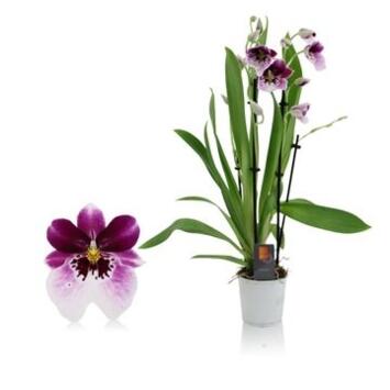 image MILTONIA 4BR PRINCESS DIANA