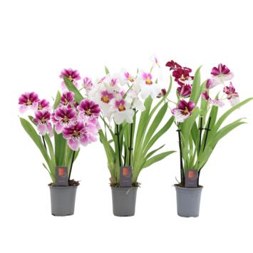 image MILTONIA 4BR PRINCESS DIANA