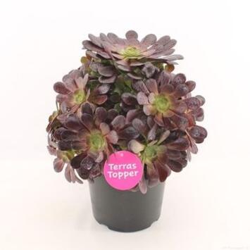 image AEONIUM ARBOREUM VELOURS