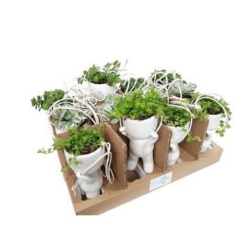 image PLANTE VERTE CERAM SUSP