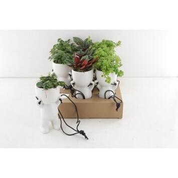 image PLANTE VERTE CERAM SUSP