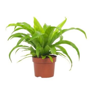 image ASPLENIUM ANTIQUUM