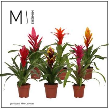 image BROMELIACEE VARIE