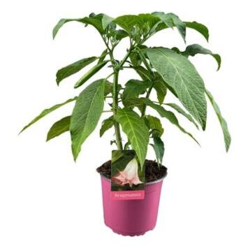 image BRUGMANSIA ROSE