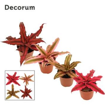 image CRYPTANTHUS VARIE