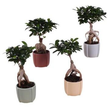image FICUS GINSENG CERAM