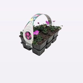 image GERANIUM SANGUINEUM BQ6