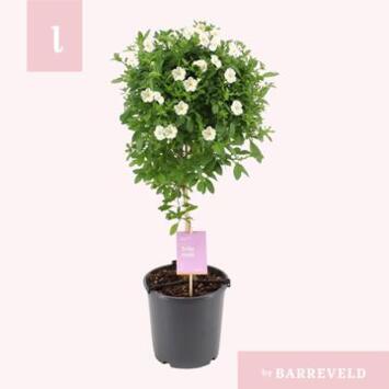 image SOLANUM RANTONNETII BLANC TIGE