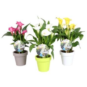 image ARUM COULEUR P COLORE