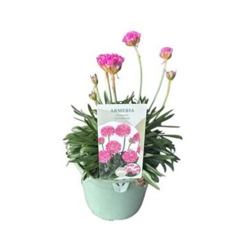 image ARMERIA PSEUDARMERIA DAYDREAM