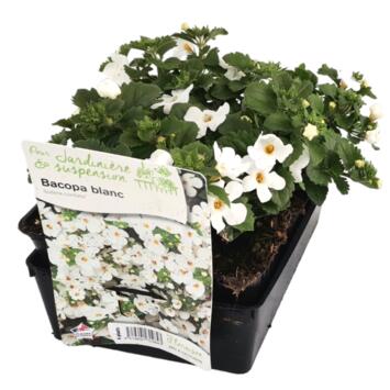 image BACOPA BLANC BQ6