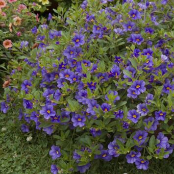 image CALIBRACHOA BLEU FONCE BQ6