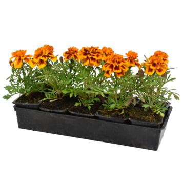 image ROSE D INDE BQ10 ORANGE