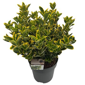 image EUONYMUS AUREOMARGINATUS