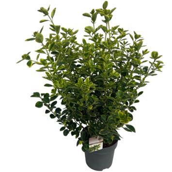 image EUONYMUS AUREOMARGINATUS