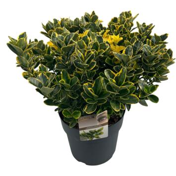 image EUONYMUS AUREOMARGINATUS