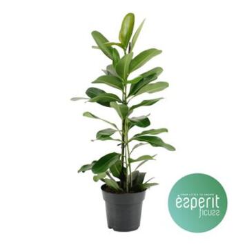 image FICUS MICROCARPA SMILE