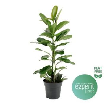 image FICUS MICROCARPA SMILE