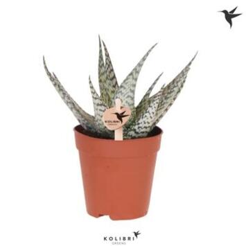 image ALOE BRONZE LIZARD